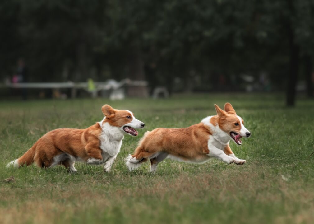 #21. Pembroke Welsh corgis